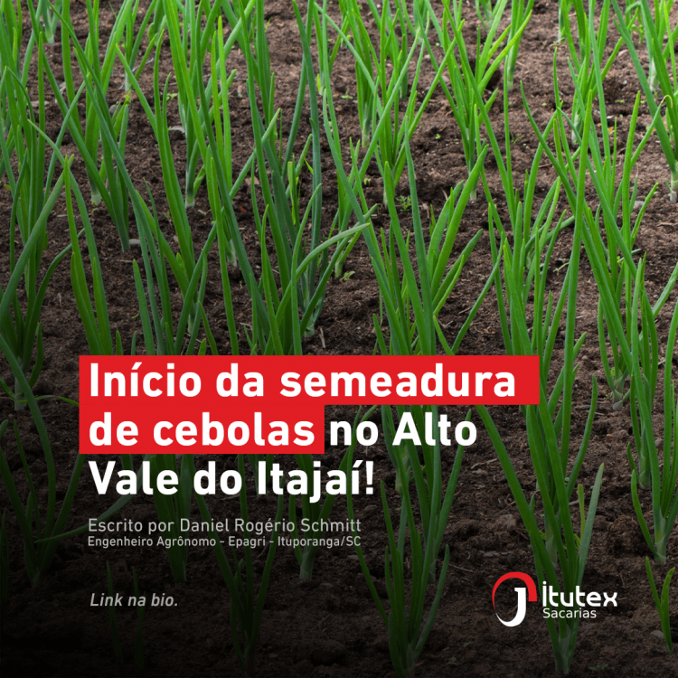 Início da semeadura de cebolas no Alto Vale do Itajaí!